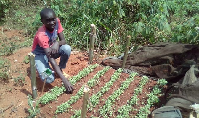 showdownkenyaproject